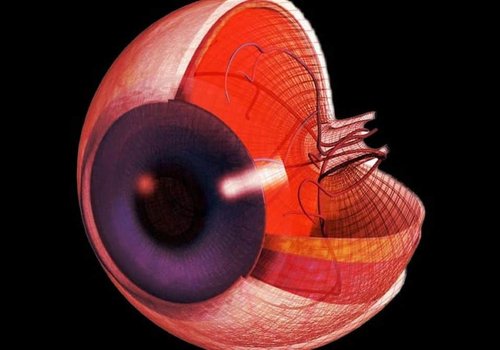 Исследователи возвращают к жизни клетки человеческого глаза, меняя наше представление о смерти